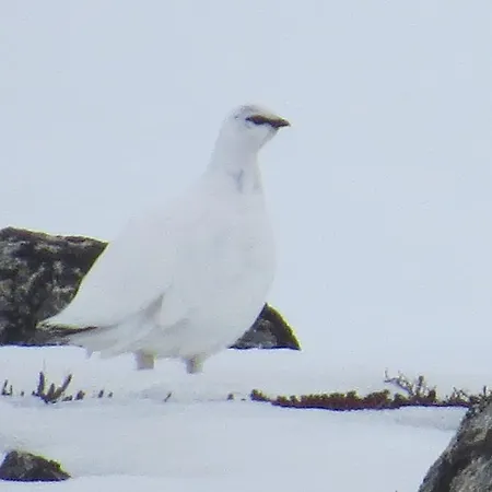 假日公园 Arctic Polar Village