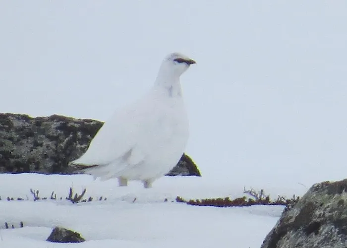 ホリデーパーク Arctic Polar Village